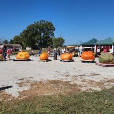 Hodge Family Farm 2025