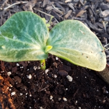 First true leaf visible in the middle