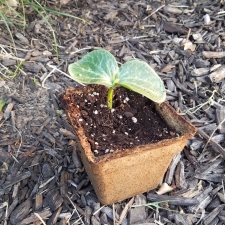 Time for a bigger pot!