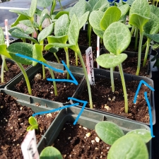Leggy seedlings. Not enough light. Throw them out and start over.