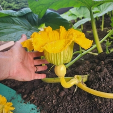Phil Groenewold female flower. Phil Groenewold female flower.