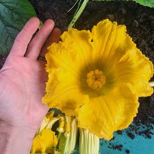 Phil Groenewold female flower. 5 perfect lobes. Phil Groenewold female flower. 5 perfect lobes.