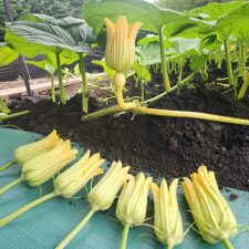 Phil Groenewold male flowers for pollination. Phil Groenewold male flowers for pollination.