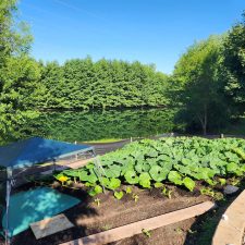 Phil Groenewold Atlantic Giant plant with pumpkin starting in bottom left corner. Phil Groenewold Atlantic Giant plant with pumpkin starting in bottom left corner.
